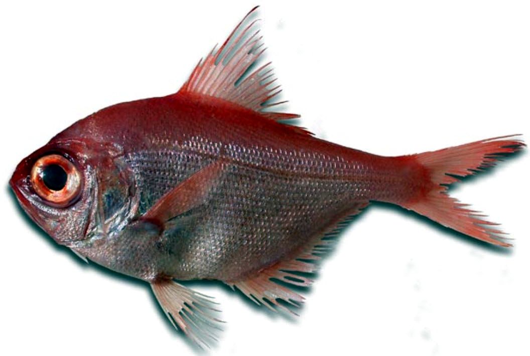 Beryx decadactylus_04